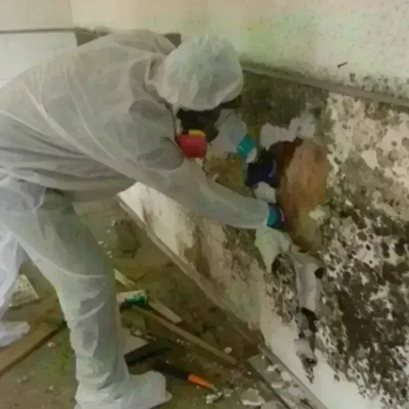 Mold Remediation and Removal in Crane County, TX